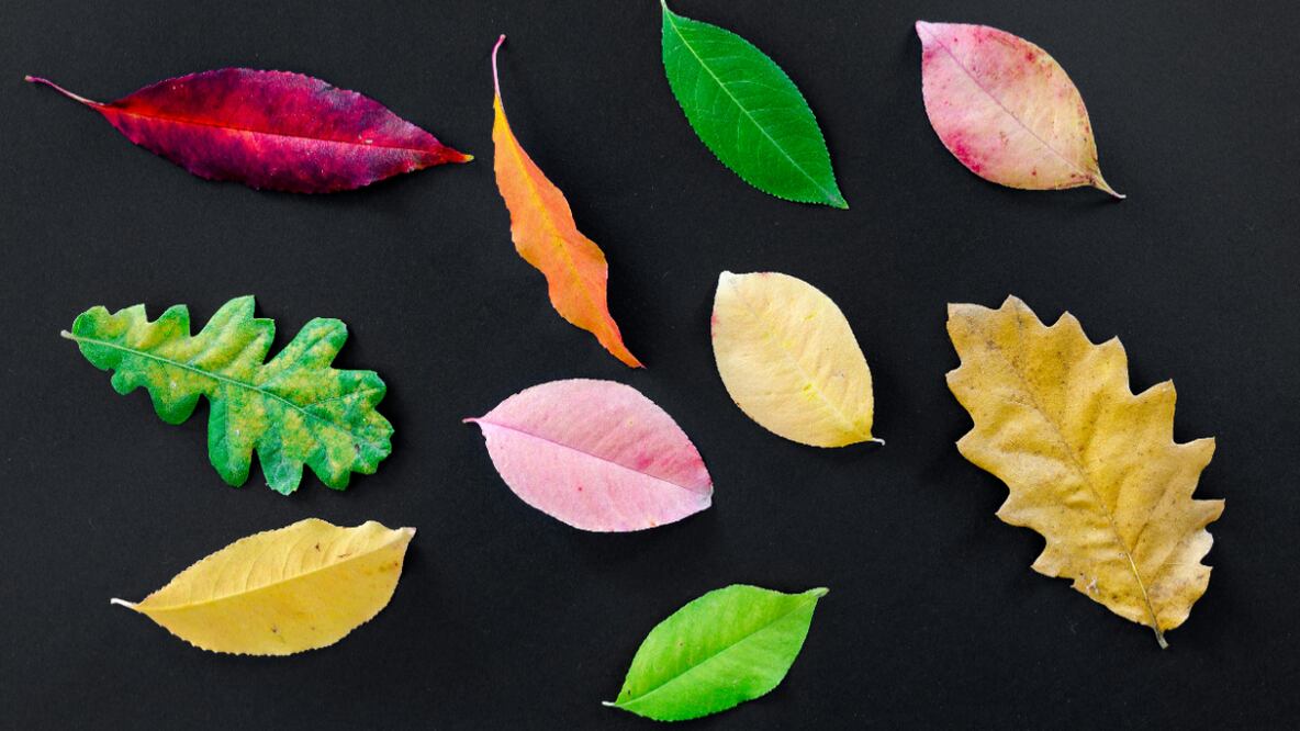 Hojas | Fuente: Pexels