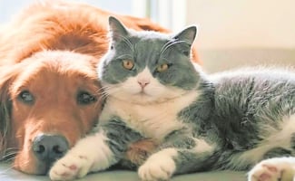 ¡No son juguetes!; PAOT exhorta a no regalar animales en Día de Reyes