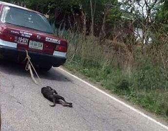 Arrastra taxista a un perro; familia lo salva