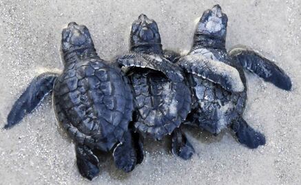 Rich kids' party in Veracruz kills dozens of turtles 