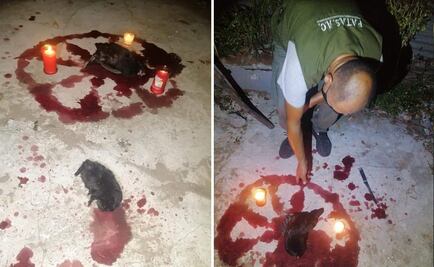 Sacrifican gatos y gallinas para rituales de magia negra en Veracruz