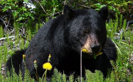 Hombre defiende a su perro durante ataque de un oso en Connecticut y terminan hospitalizado 