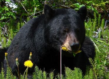 Hombre compra un cachorro creyendo que era un perro y dos años después descubre que era un oso