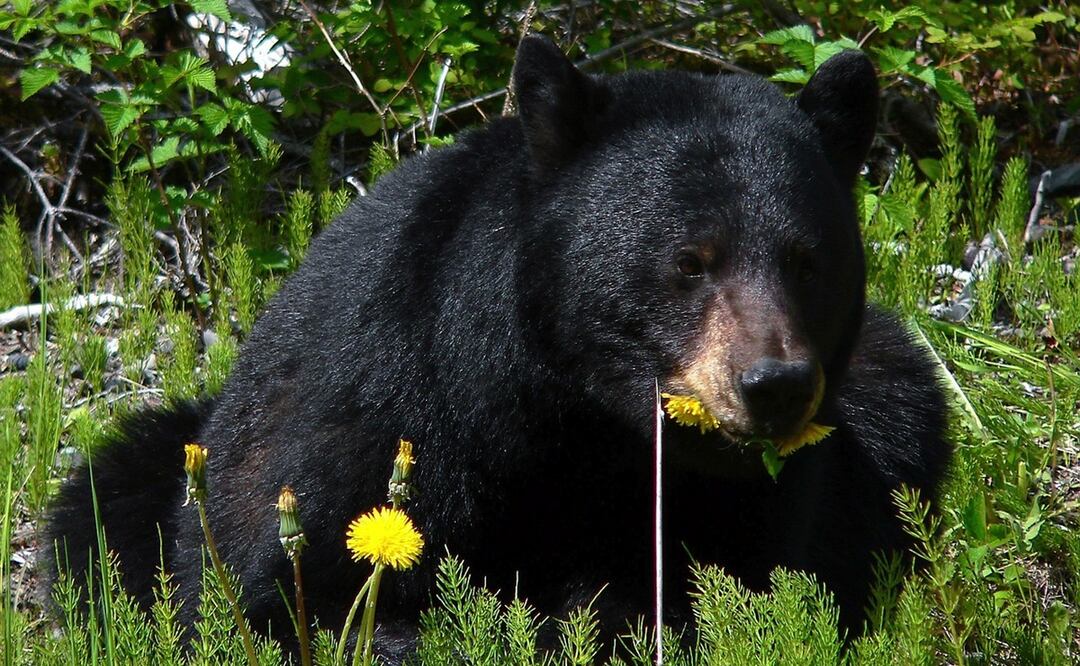 El perro-oso sorprendió a Yu Sun cuando se dio cuenta que tenía un hambre voraz, atípica para un can. Foto: Pixabay