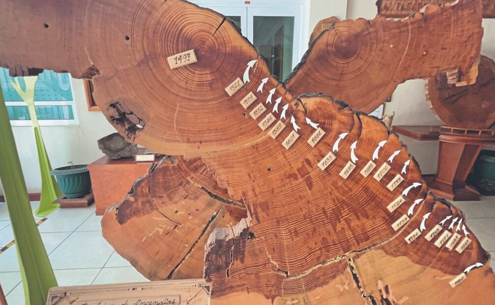 Julián Cerano expone que los árboles tienen lo que se conoce como bandas o anillos de crecimiento. Foto: de Francisco Rodríguez