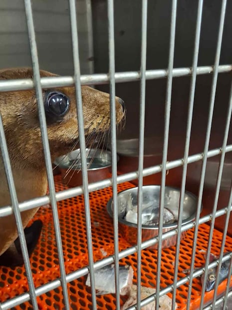Profepa libera a loba marina de cinco meses en Baja California, a dos meses de su rescate. Foto: Profepa