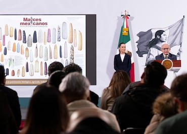 Sheinbaum reafirma defensa del maíz criollo; "protegerlo es obligatorio para todos los mexicanos", señala