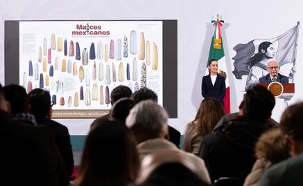 Sheinbaum reafirma defensa del maíz criollo; "protegerlo es obligatorio para todos los mexicanos", señala