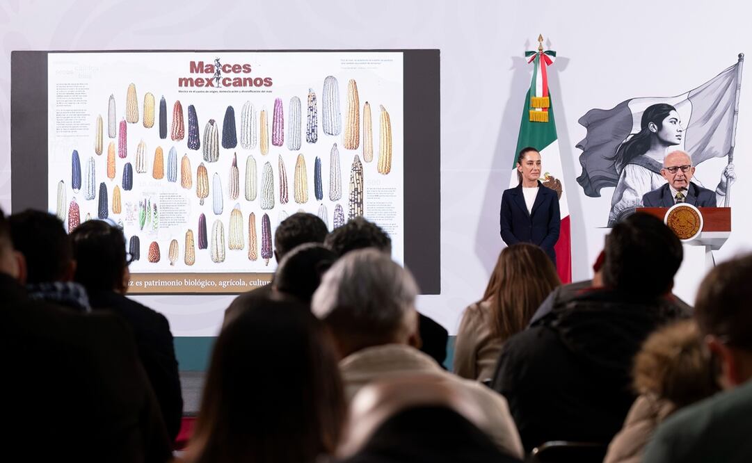 Sheinbaum Pardo mencionó desde Palacio Nacional que el maíz criollo está ligado al origen de todos los mexicanos. Foto: Presidencia