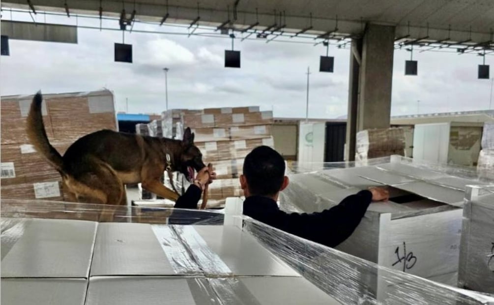 Binomio canino "Rini" detecta 1.3 toneladas de metanfetamina y 10 kilos de fentanilo en aduana de Tijuana, Baja California (19/09/2026). Foto: Tomada de X (@AduanasMx)