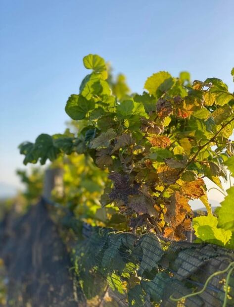 Conoce lo nuevo de Hacienda Florida, vinos coahuilenses