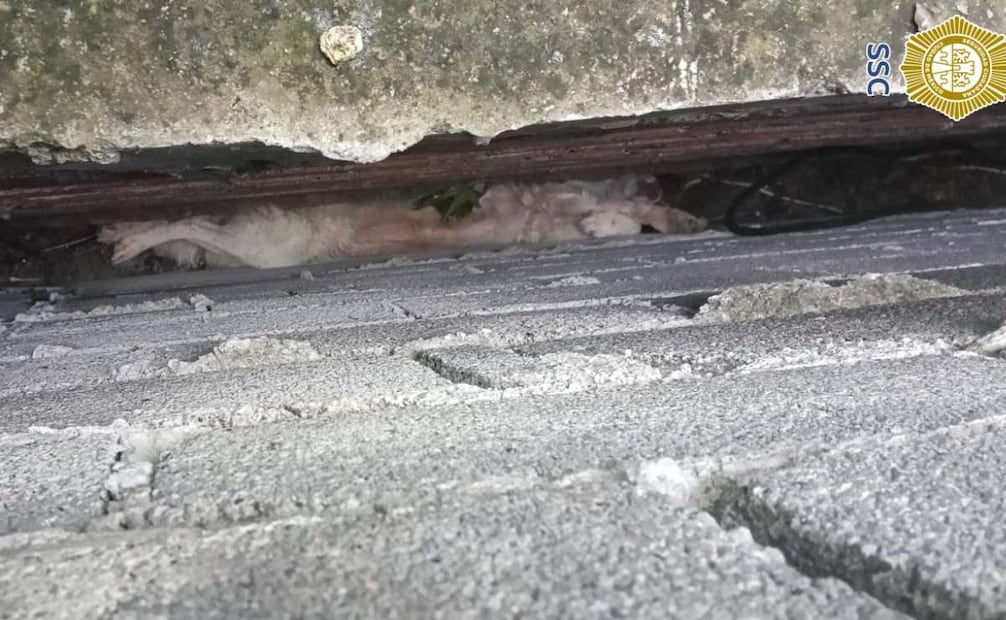 Rescatan a perrita atrapada entre dos bardas en Tláhuac; veterinarios detectan desnutrición.
Foto: Especial.