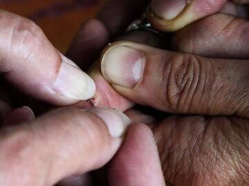 La planta "milagrosa" que cura las heridas de la piel en humanos y animales