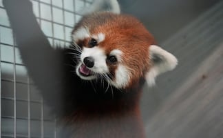 Pese a tensiones, Taiwán recibe pandas rojos de China; es el primer intercambio entre ambos países en más de una década