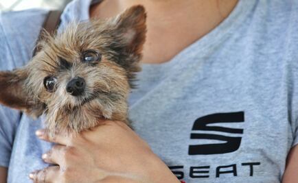 SEAT crea ruta para ayudar a perritos de la calle 