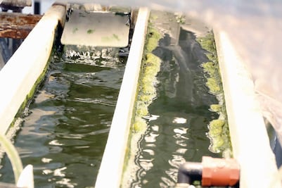 Sistema para depurar biogás basado en microalgas