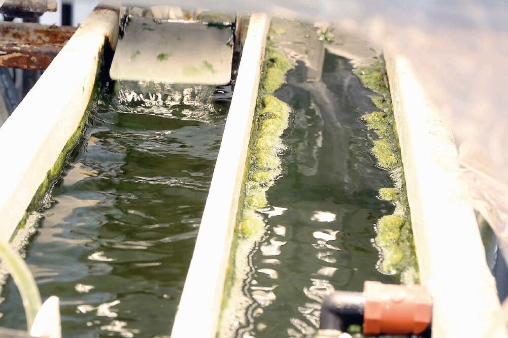 Fotobiorreactor para intensificar el crecimiento de microalgas (CORTESÍA UNAM)