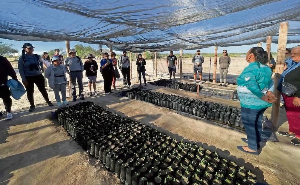 Rosa María coordina el vivero que crearon en 2024 para reforestar. Foto: Especial