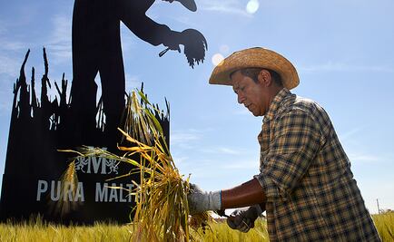Cerveza Modelo rinde homenaje al campo mexicano a GRAN ESCALA