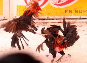 Hidalgo declara patrimonio cultural las peleas de gallos