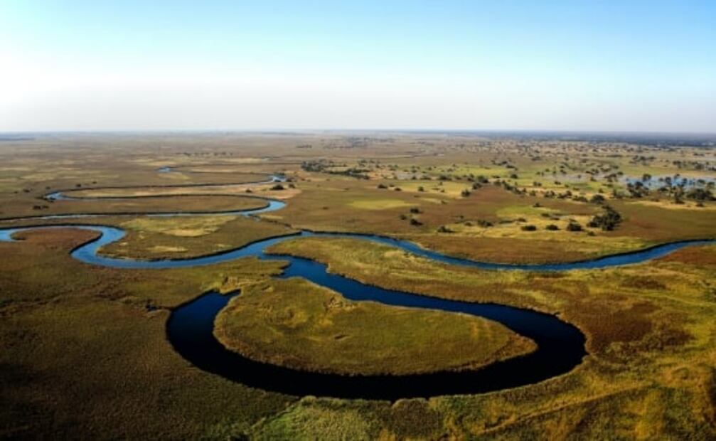 ¿Los leones están en peligro de extinción?