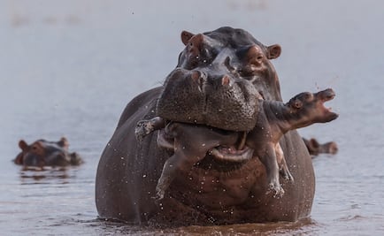 Las espectaculares tomas del concurso Mejor Fotógrafo de Vida Silvestre