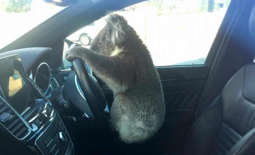 Koala causa carambola en autopista de Australia y le dan “aventón” al ser rescatado