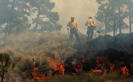 Sin afectaciones en arbolado adulto por incendios en 2016