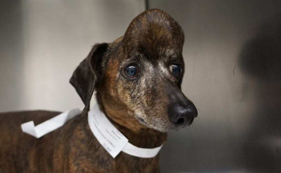 Foto: Universidad de Guelph / Canadá 