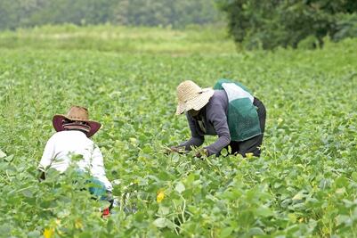 Mexicanos, víctimas de fraude en EU por impuestos