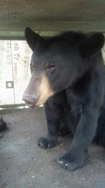 Cae oso que mató 15 borregas en Coahuila