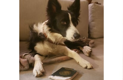 Perrita Simona se come pasaporte y usuarios de Twitter denuncian al Cártel de Solovino