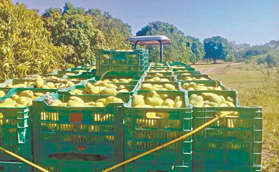 Sólo del 8 de enero al 2 de febrero de este año, seis huertos de mango de la zona del Istmo fueron desautorizados para exportar el fruto a Estados Unidos. FOTOS: CORTESÍA