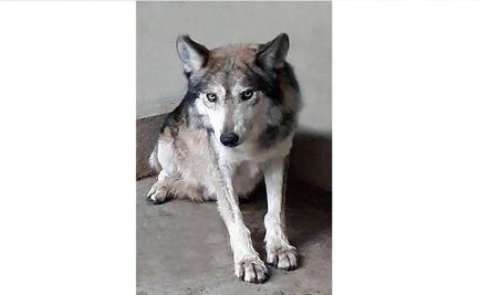 Muere hembra de lobo mexicano en el zoo de Aragón