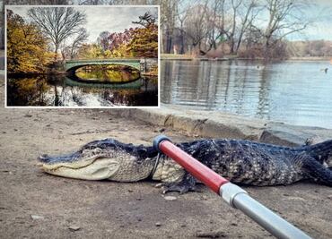 Capturan caimán de más de un metro en parque de Nueva York