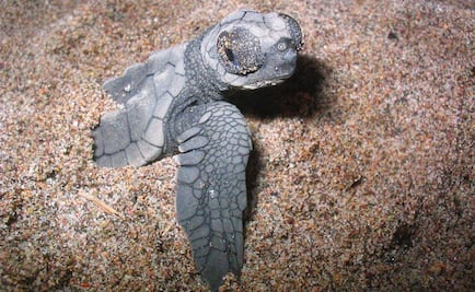 Resguardan más de 8 mil nidos de tortuga en Cancún