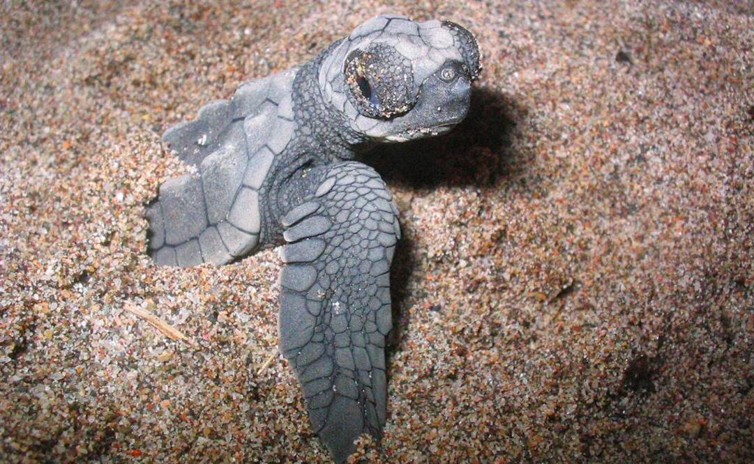 Foto: Archivo EL UNIVERSAL