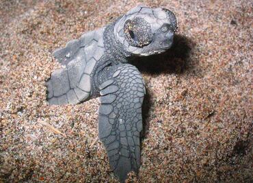 Resguardan más de 8 mil nidos de tortuga en Cancún