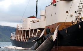 Islandia reanuda caza de ballenas tras dos años de pausa; activistas protestan