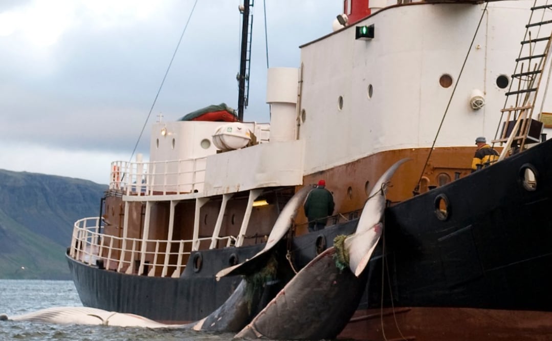 El ballenero Hvalur, uno de los últimos barcos dedicados a la caza comercial de ballenas en Islandia, retomará sus operaciones tras dos años de pausa. Foto: AFP