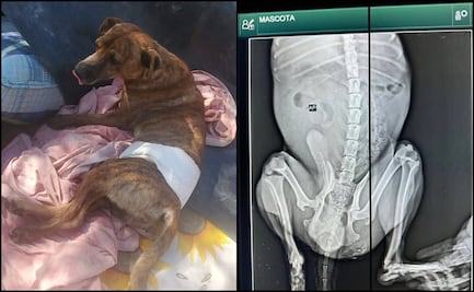 ¡Justicia para Tigre! Sujeto lanza a perrito en plaza de toros de Nayarit; se lesionó la cadera 