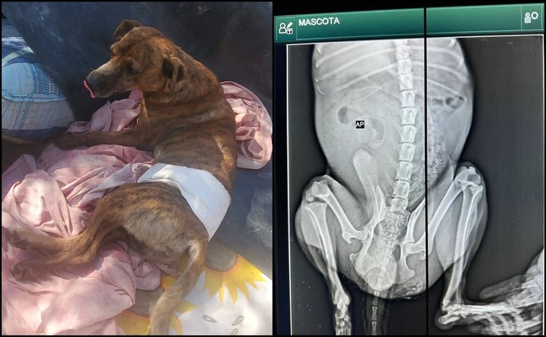 Fotos: Refugio Salvando Huellitas Ixtlán