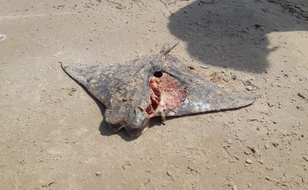 Un grupo de pescadores reportó el hallazgo de los animales que estaban en estado de descomposición. Foto: Cortesía / El Ordenador