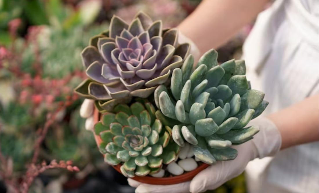 Plantas suculentas. Fuente: Freepik