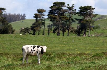 Granjero en Texas diagnosticado con gripe aviar tenía un intenso sangrado en los ojos, reportan