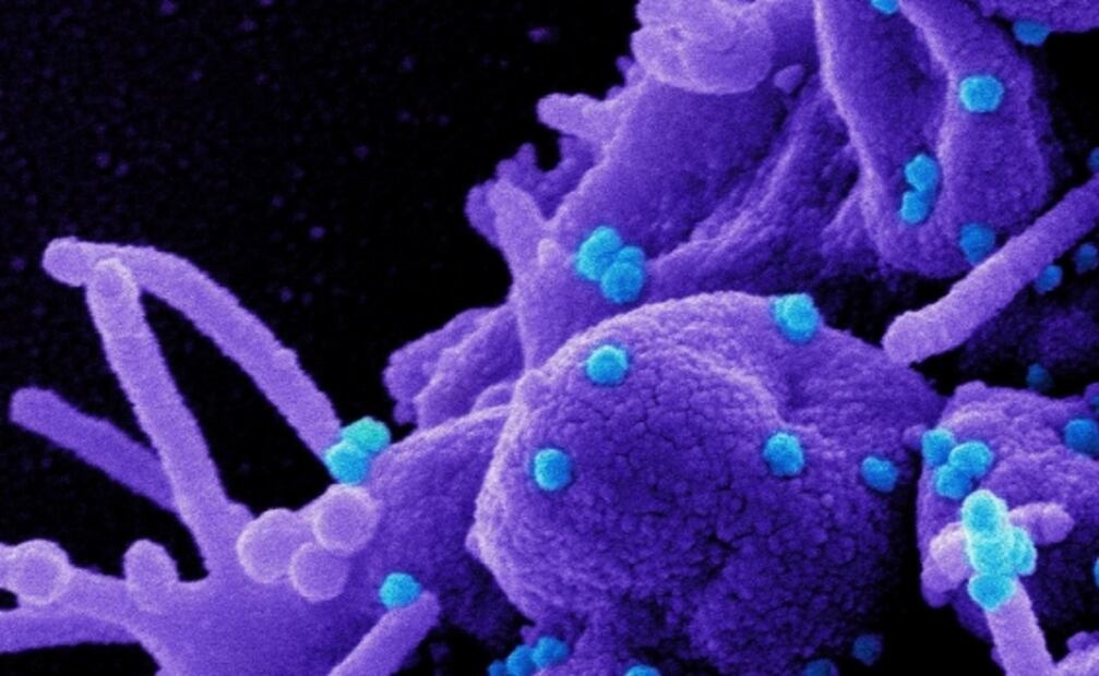 ¿Cómo muta el Covid-19 para crear nuevas variantes en el mundo?