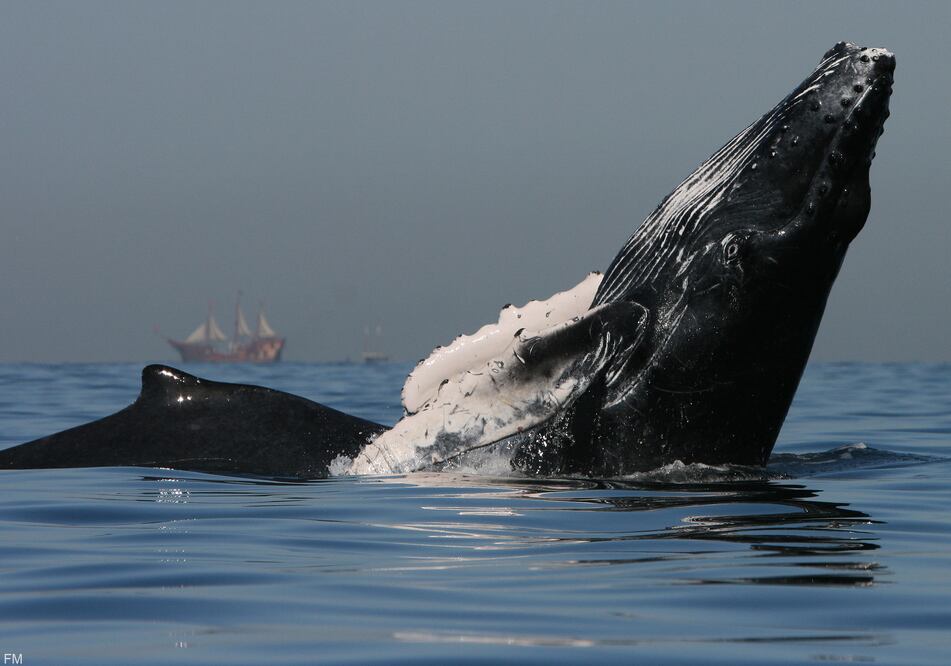 La temporada oficial para observar ballenas jorobadas es de diciembre a marzo. (Foto: Cortesía OCV Puerto Vallarta)