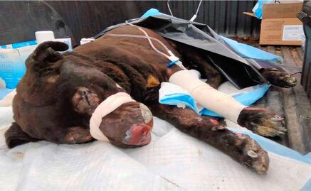 "Esponjoso” uno de los lomitos sobrevivientes de la explosión de Xochimehuacán, Puebla 