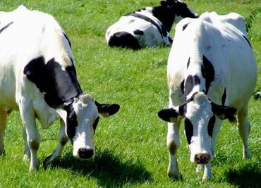 Greenpeace: las plantaciones de soja para producir lácteos británicos devastan a la Amazonía