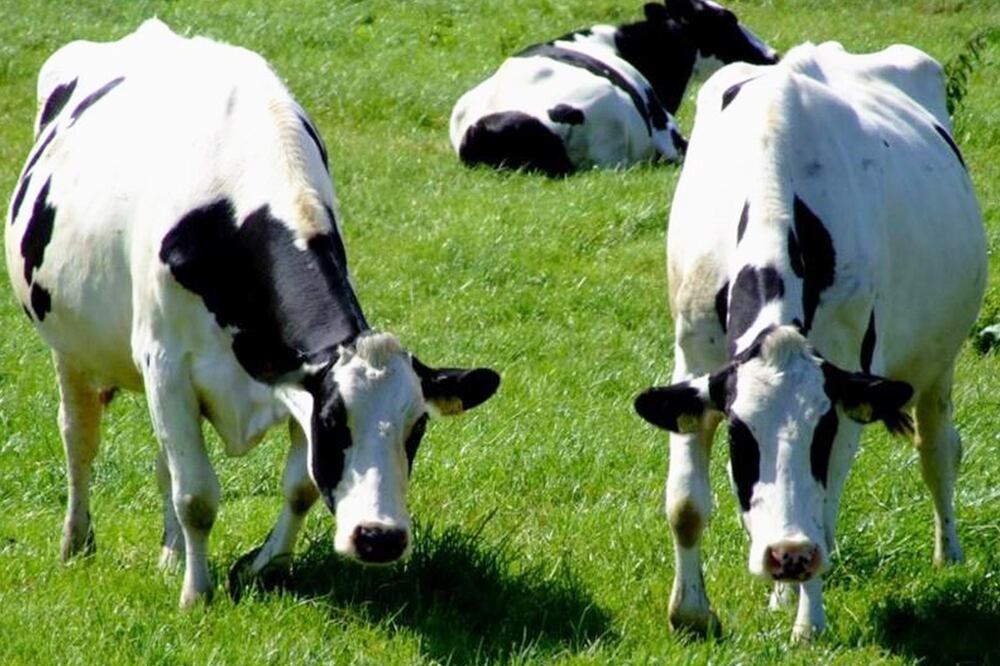 Foto: El Universal, archivo 